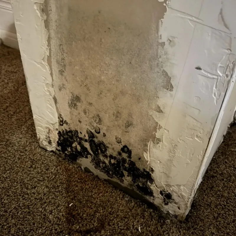 Professional Mold Removal in Inman, SC